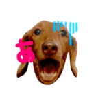 犬猫兄弟✩（個別スタンプ：2）