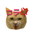 犬猫兄弟✩（個別スタンプ：3）