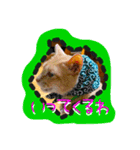 犬猫兄弟✩（個別スタンプ：4）