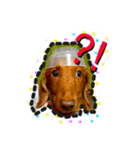 犬猫兄弟✩（個別スタンプ：5）