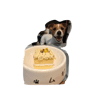 ハッピーバースデー（個別スタンプ：1）