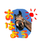 馬のなかまたち♪（個別スタンプ：4）