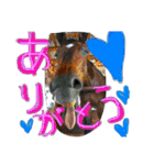 馬のなかまたち♪（個別スタンプ：9）