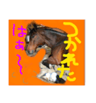 馬のなかまたち♪（個別スタンプ：10）