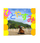 馬のなかまたち♪（個別スタンプ：13）