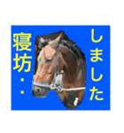 馬のなかまたち♪（個別スタンプ：16）