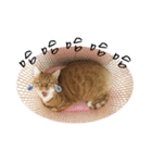 Lovely Cat Kiki（個別スタンプ：4）