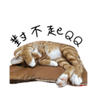 Lovely Cat Kiki（個別スタンプ：10）