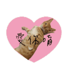 Lovely Cat Kiki（個別スタンプ：11）