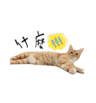 Lovely Cat Kiki（個別スタンプ：13）
