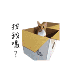 Lovely Cat Kiki（個別スタンプ：14）