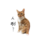 Lovely Cat Kiki（個別スタンプ：16）