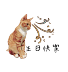 Lovely Cat Kiki（個別スタンプ：20）