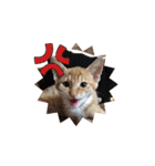 Lovely Cat Kiki（個別スタンプ：21）