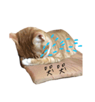 Lovely Cat Kiki（個別スタンプ：24）