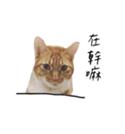 Lovely Cat Kiki（個別スタンプ：31）