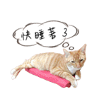 Lovely Cat Kiki（個別スタンプ：33）