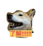 ポン太スタンプ（個別スタンプ：1）