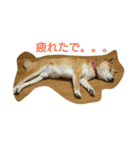 ポン太スタンプ（個別スタンプ：2）