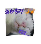 Cats of Stamps（個別スタンプ：1）