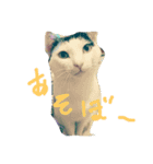 Cats of Stamps（個別スタンプ：3）