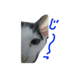 Cats of Stamps（個別スタンプ：4）