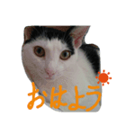 Cats of Stamps（個別スタンプ：5）