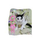 Cats of Stamps（個別スタンプ：6）