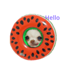 strawberrychihuahua（個別スタンプ：1）