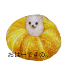 strawberrychihuahua（個別スタンプ：2）