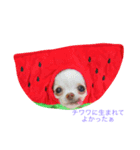 strawberrychihuahua（個別スタンプ：3）