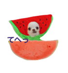 strawberrychihuahua（個別スタンプ：4）
