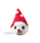 strawberrychihuahua（個別スタンプ：6）