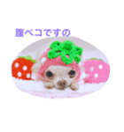 strawberrychihuahua（個別スタンプ：8）