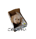 トイプのロールくん（個別スタンプ：3）