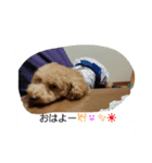 トイプのロールくん（個別スタンプ：7）