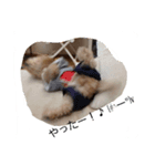 トイプのロールくん（個別スタンプ：8）
