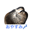 miyakazoku（個別スタンプ：3）