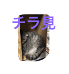 miyakazoku（個別スタンプ：5）