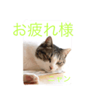 miyakazoku（個別スタンプ：6）