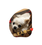 チワワのキナコ（個別スタンプ：7）