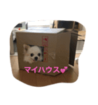 チワワのキナコ（個別スタンプ：8）