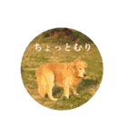 ゴールデンレトリバーとっと（個別スタンプ：6）