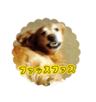 ゴールデンレトリバーとっと（個別スタンプ：12）
