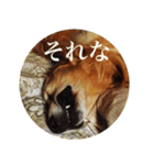 ゴールデンレトリバーとっと（個別スタンプ：14）