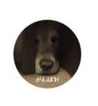ゴールデンレトリバーとっと（個別スタンプ：16）