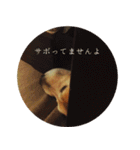 ゴールデンレトリバーとっと（個別スタンプ：18）