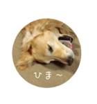ゴールデンレトリバーとっと（個別スタンプ：20）