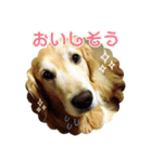 ゴールデンレトリバーとっと（個別スタンプ：23）