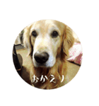 ゴールデンレトリバーとっと（個別スタンプ：28）